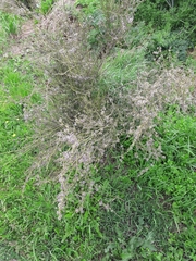 Carmichaelia australis