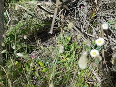 Helichrysum leucopsideum