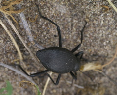 Eleodes sponsa