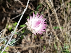Helichrysum leucopsideum