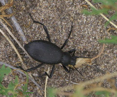Eleodes sponsa