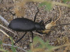 Eleodes sponsa