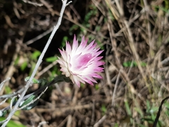 Helichrysum leucopsideum