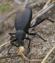 Eleodes sponsa