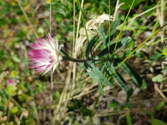 Helichrysum leucopsideum