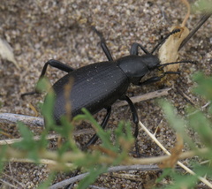 Eleodes sponsa