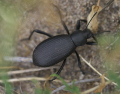 Eleodes sponsa