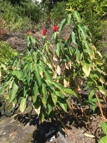 Costus comosus