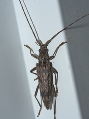Elytrimitatrix undata