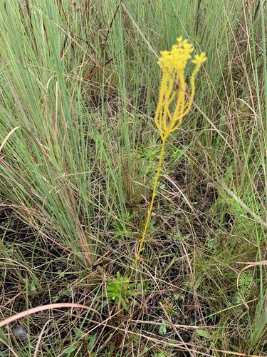 Tall Pinebarren Milkwort (Senega cymosa)