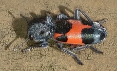 Enoclerus eximius