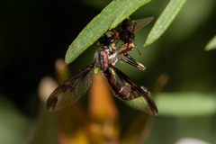 Daptolestes limbipennis
