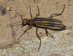 Epicauta vittata
