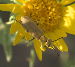 Epicauta ferruginea