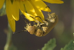 Epicauta ferruginea