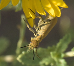 Epicauta ferruginea