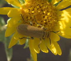 Epicauta ferruginea