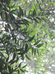 Agathis atropurpurea