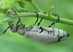 Epicauta cinerea-group