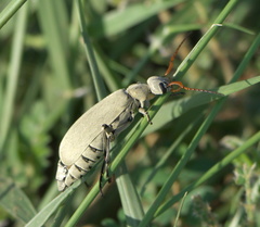 Epicauta albida
