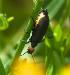 Epicauta atrata