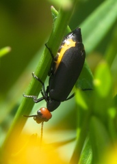 Epicauta atrata