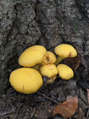 Gymnopilus orientispectabilis