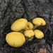 Gymnopilus orientispectabilis