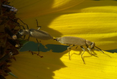 Epicauta ferruginea
