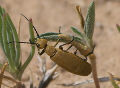 Epicauta immaculata