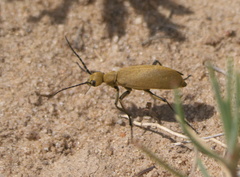 Epicauta immaculata
