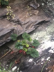 Heuchera longiflora