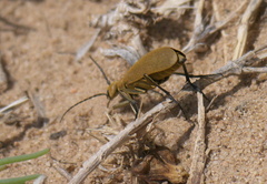 Epicauta immaculata