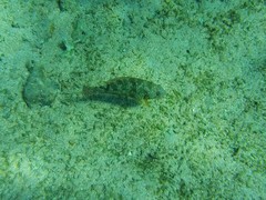 Calotomus viridescens