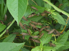 Epicauta occidentalis