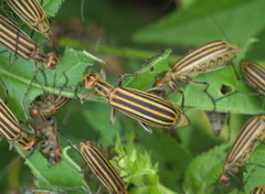 Epicauta occidentalis