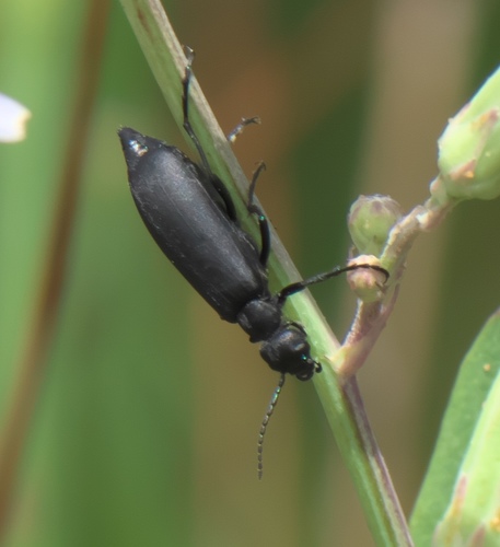 Black Blister Beetle photo 6