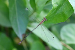 Lestes undulatus
