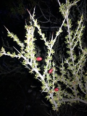 Condalia ericoides