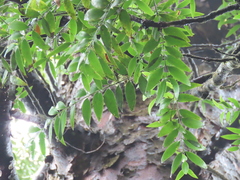 Agathis atropurpurea