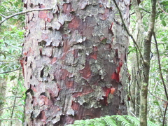 Agathis atropurpurea