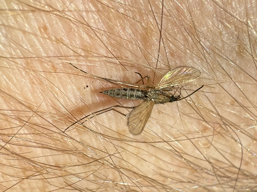 Unknown species found near Summer Lake, OR, US