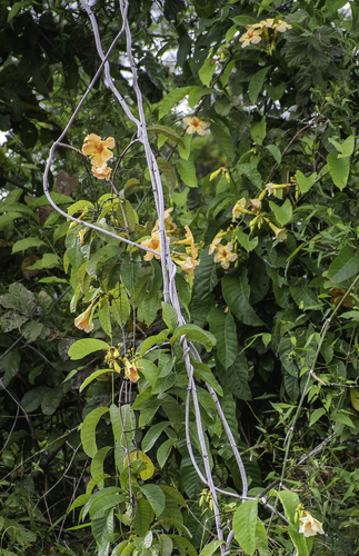 Odontadenia semidigyna