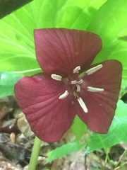 Trillium vaseyi