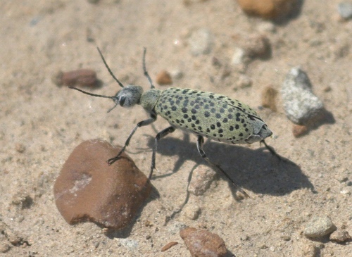 Epicauta ventralis thumbnail