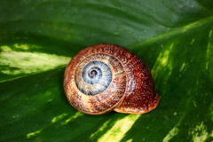 Otala punctata