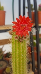 Cleistocactus samaipatanus