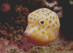 Anoplocapros inermis