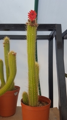 Cleistocactus samaipatanus