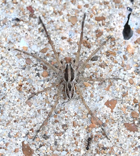 Lance wolf spider photo 4